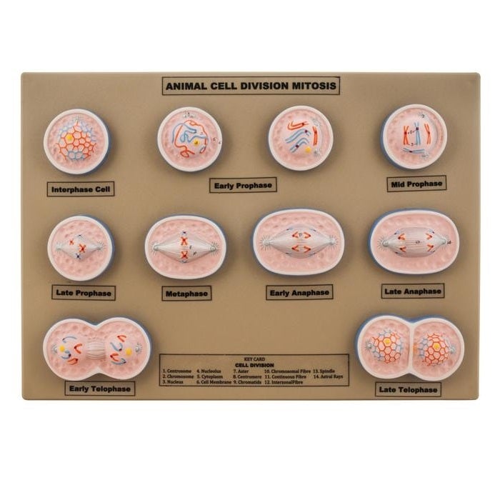 Model, Animal Cell Division Mitosis Model, Animal Cell Division Mitosis